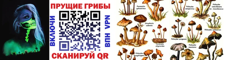 Псилоцибиновые грибы Cubensis  blacksprut ТОР  Буйнакск 